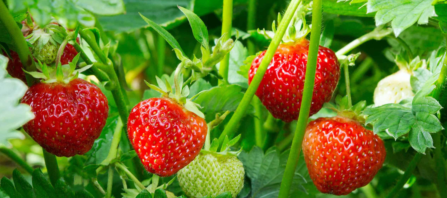 Satisfy Your Sweet Tooth With Our Dessert Creations